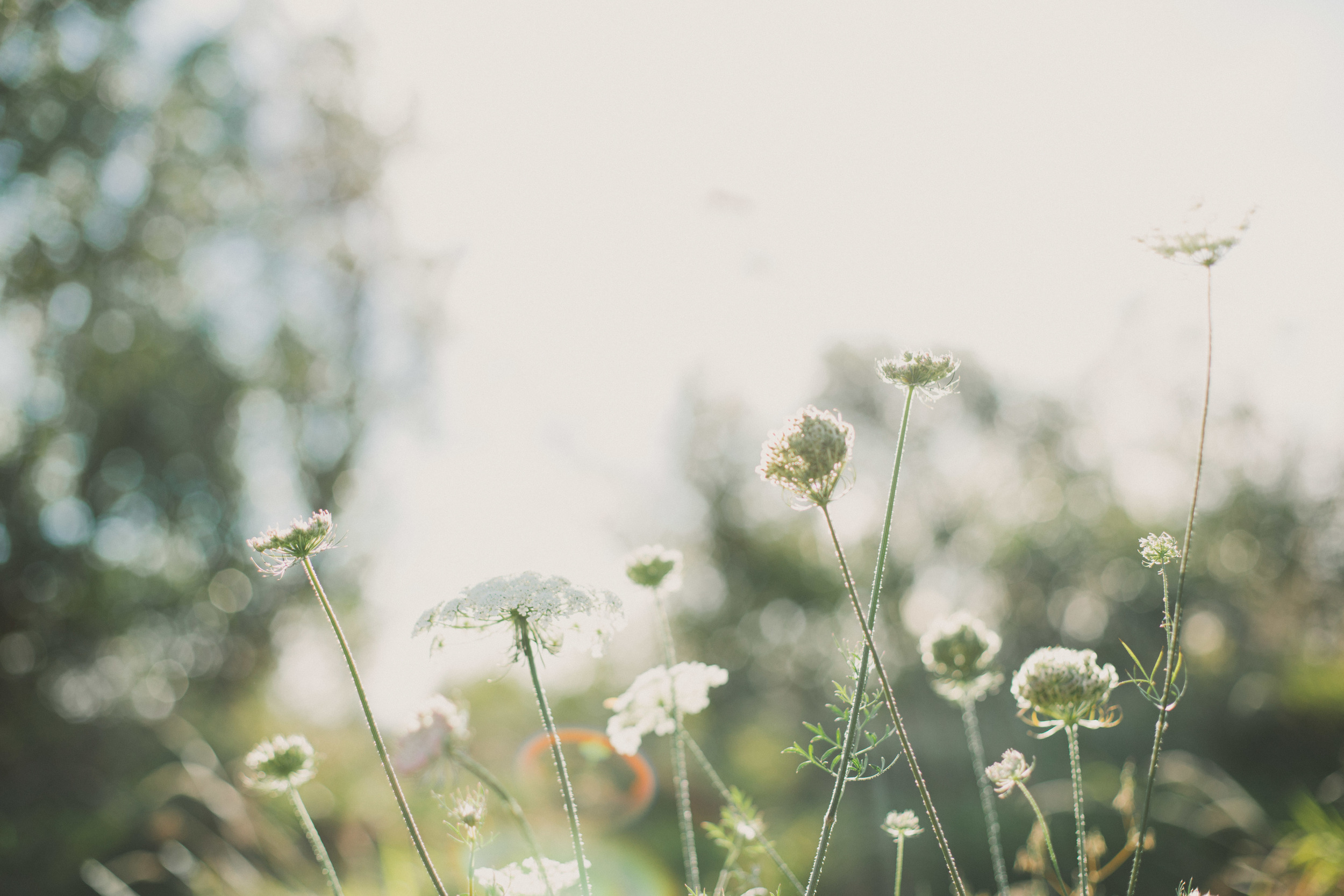 queen anne's lace, forever my favorite wildflower.