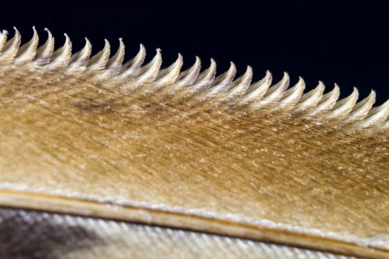 feather_barn_owl_kay_schultz.jpg
