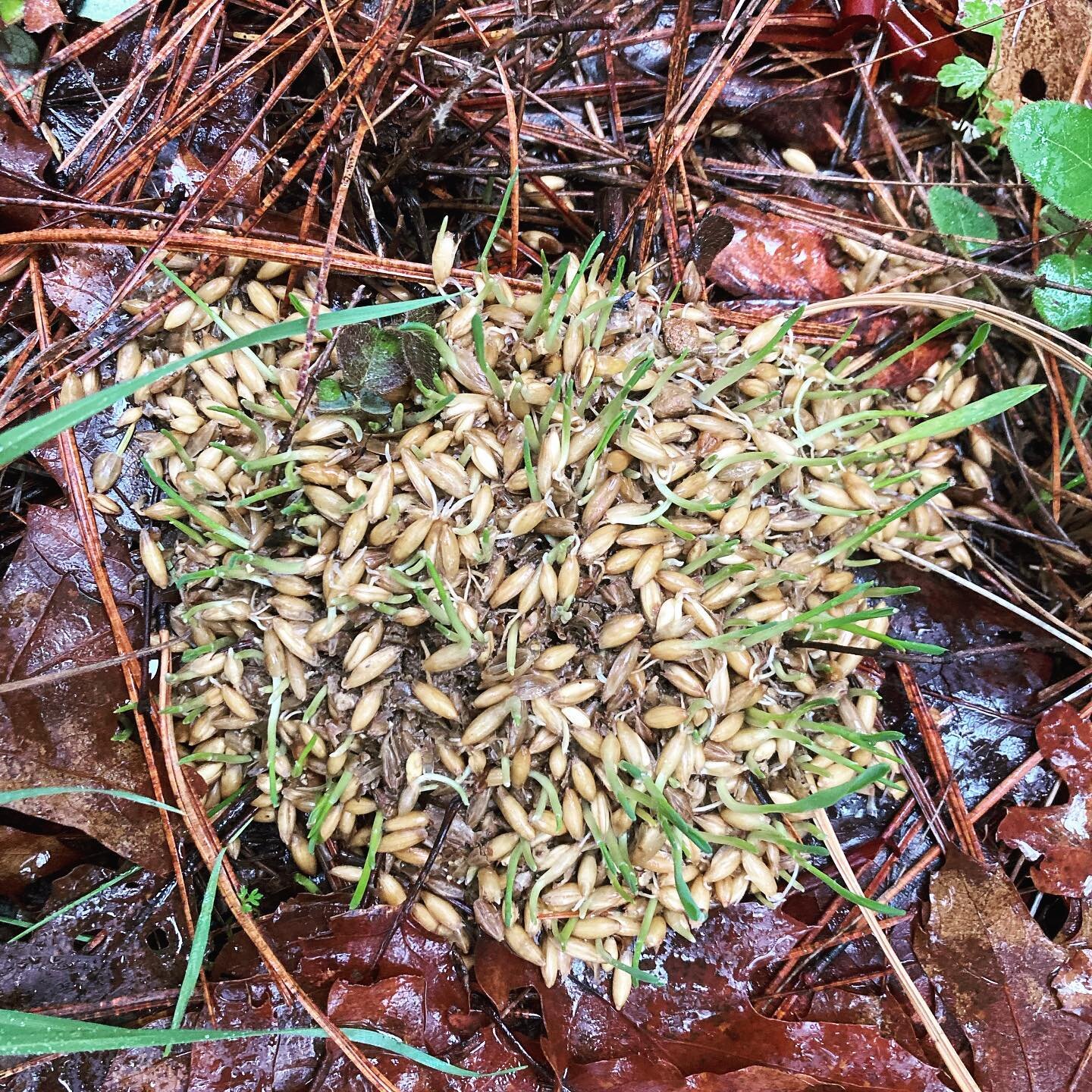 #dobearsshitinthewoods ? youbetcha. i'm so delighted to be witnessing the seasonal cycles and new views into life cycles here in my new homewaters. here's to all the new lives sprouting with these rains! #seeddispersal #scat #bearscat #blackbear #wil