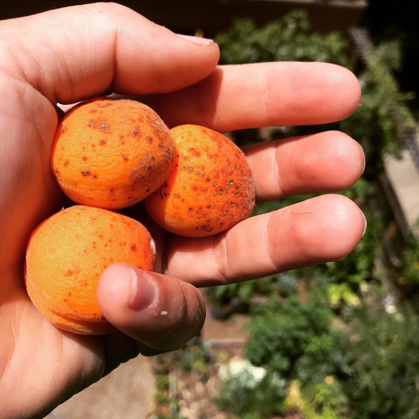 🍑🍑🍑Tis the season for #tsiran! Apricot trees are a top contender for the ancient tree of life in SWANA lands and lore. Archeological evidence shows that apricots were continuously cultivated around Yerevan for at least 6k years! And, yes, my Armen