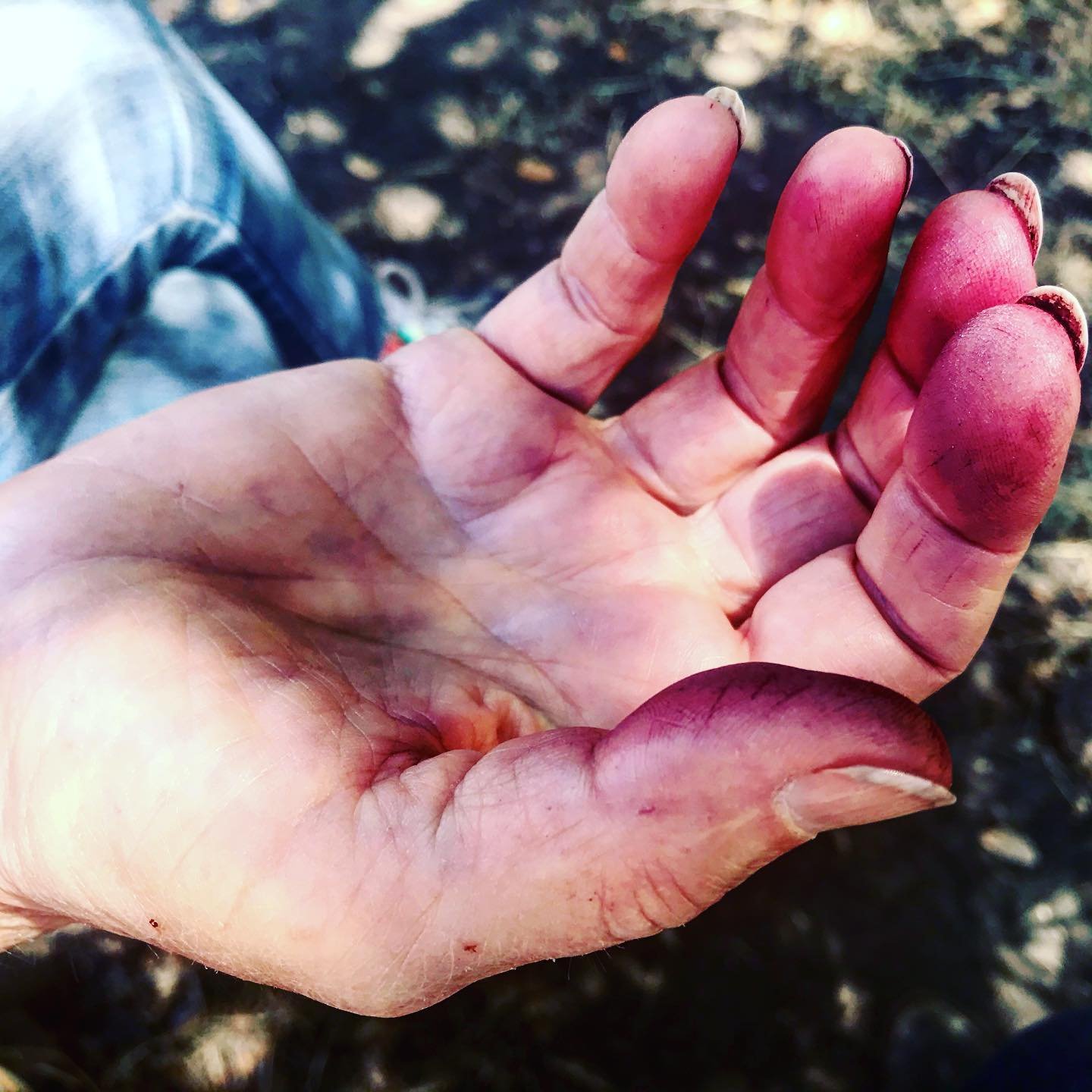 Blackberry Mom Claw: so perilous and witchy-delicious! Yesterday I met up with my mother to harvest berries in one of her secret spots. She picks about twice as fast as I do and offers plenty of unsolicited advice on my technique. She even brought so