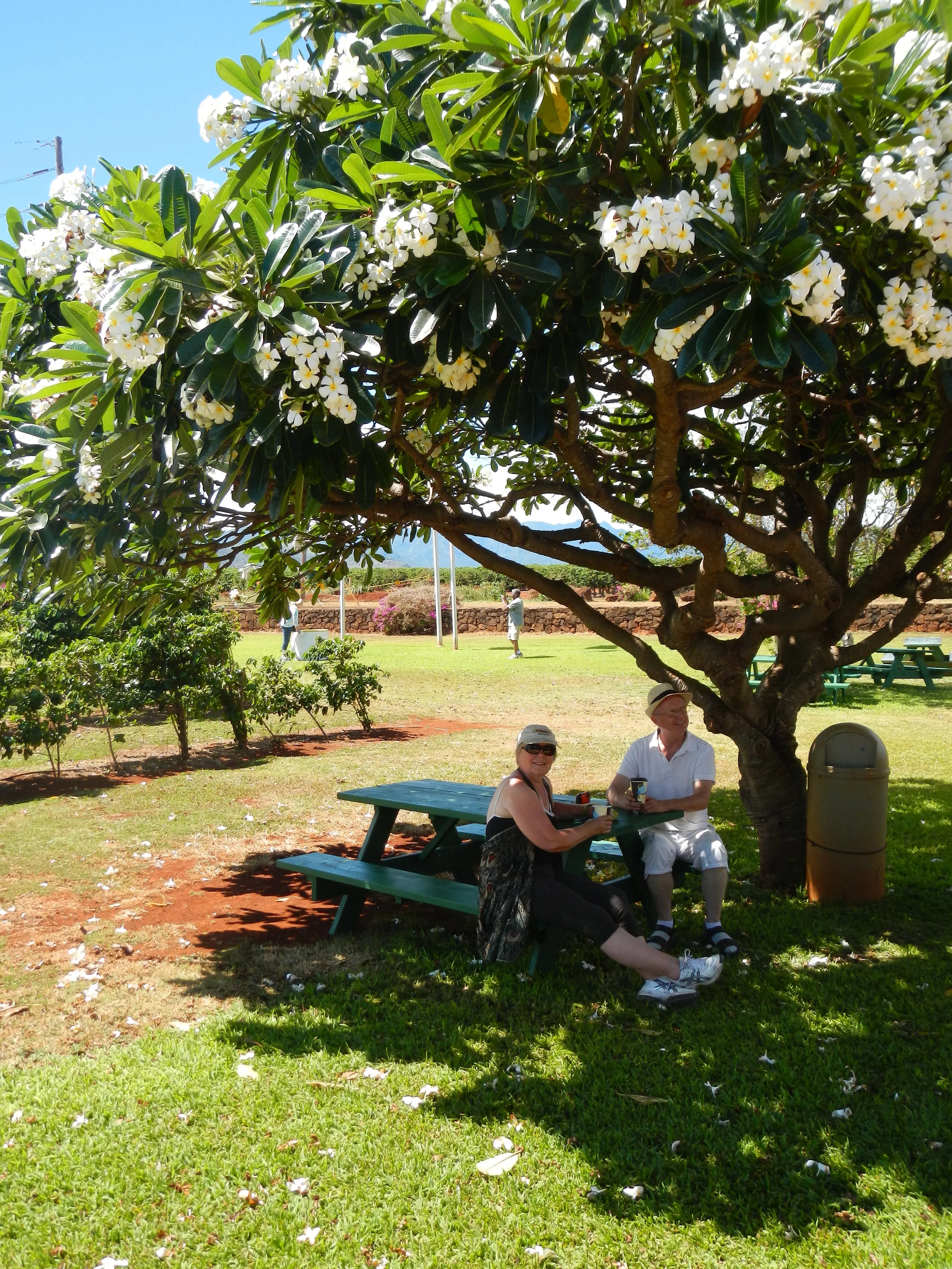 Shade on a hot day.