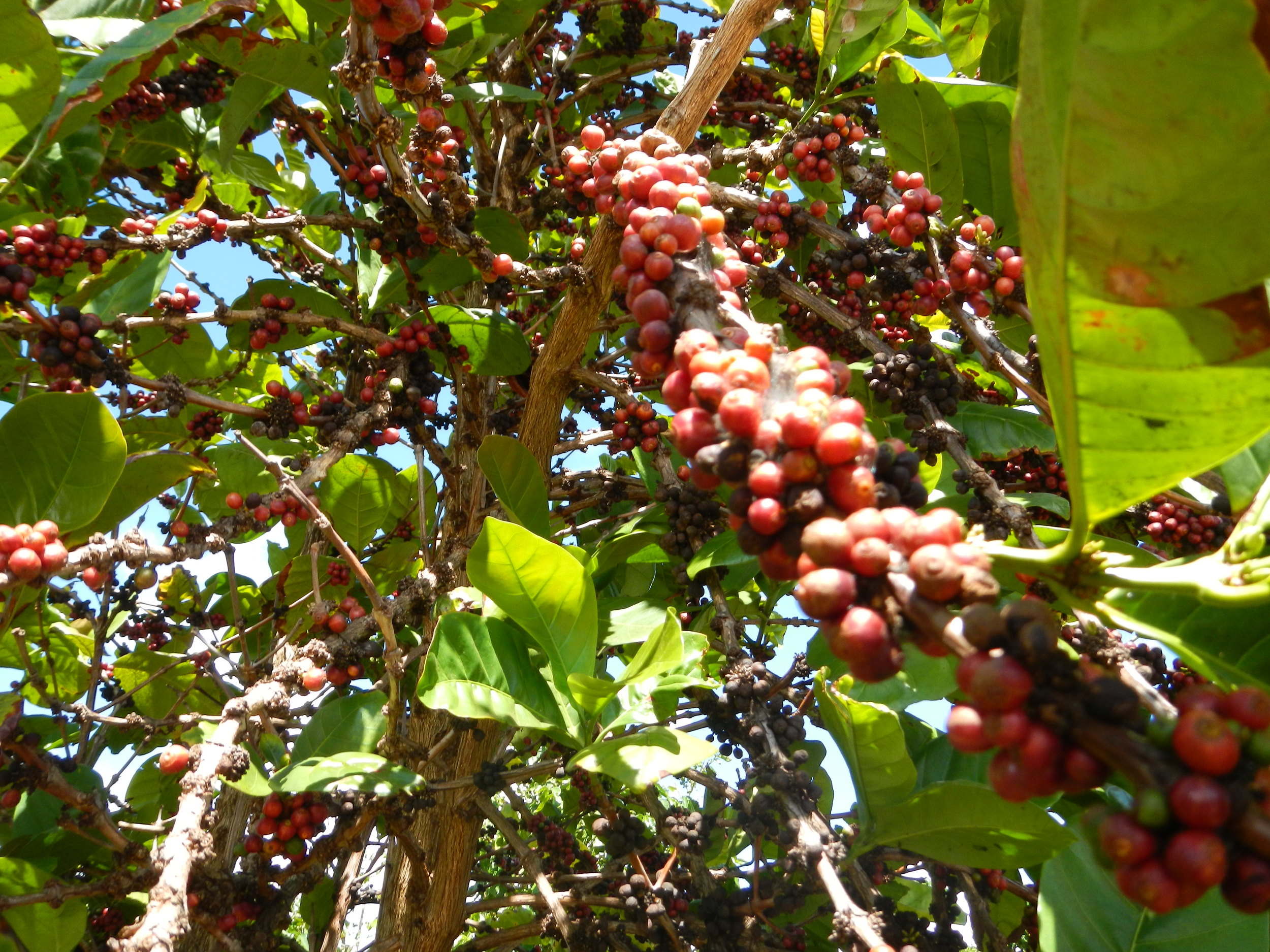 Coffee Cherry