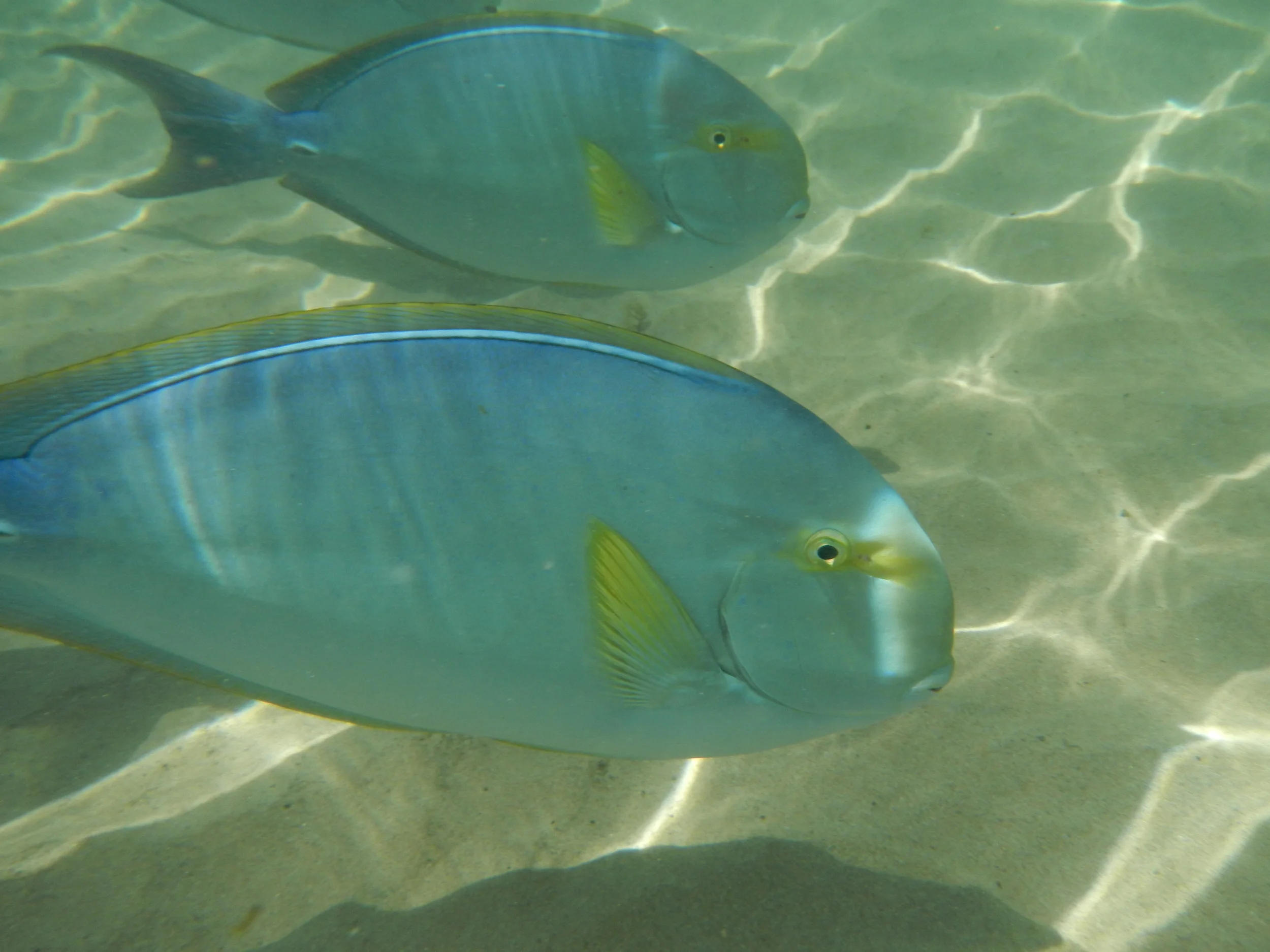 Fishies