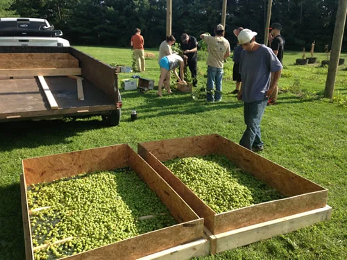 organarchy-hops.jpg