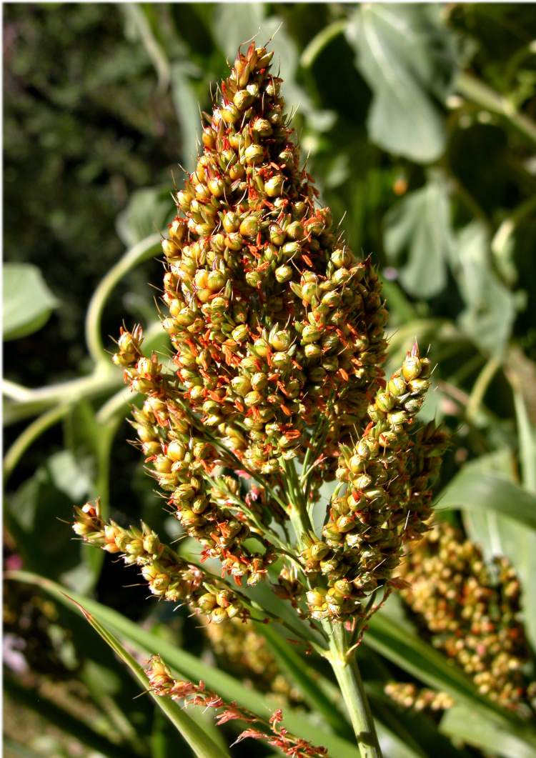 Sorghum plant. Source: luirig.altervista.org