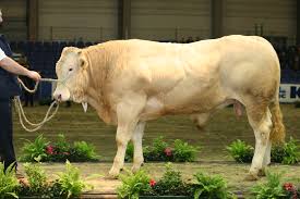 Yes... technically it's a Belgian blonde, namely a bull of the Blonde d'Aquitaine breed, but not quite the type of blonde I'm talking about... Source: en.wikipedia.org