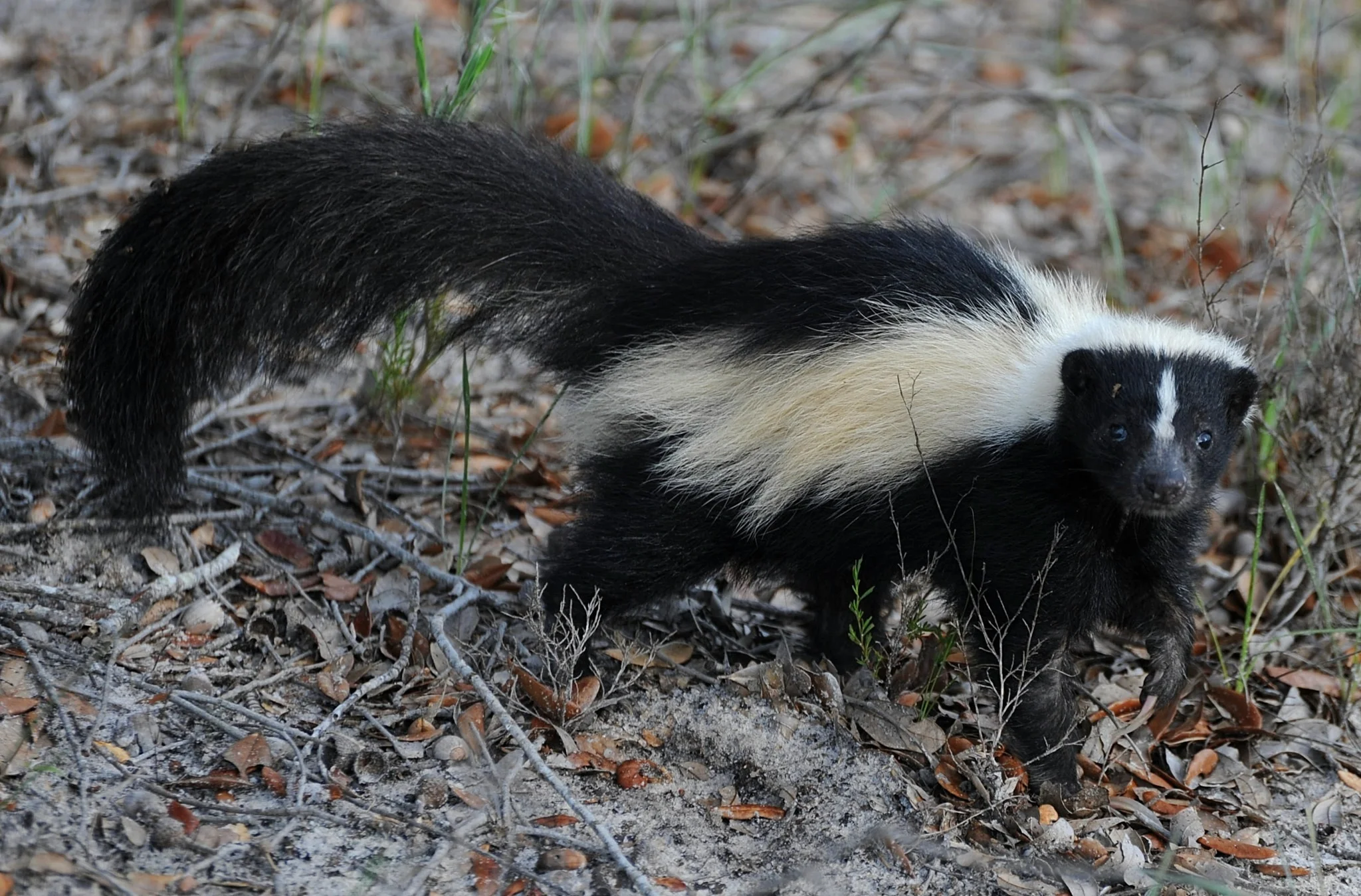 "Skunking", also known as light-struck is an off flavour in beer caused by a reaction between light and hop compounds that smells like a skunk. It's common in green or clear glass bottles. Source www.flickr.com 