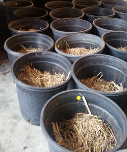 Our hop rhizomes - safe and sound hibernating in the driveway