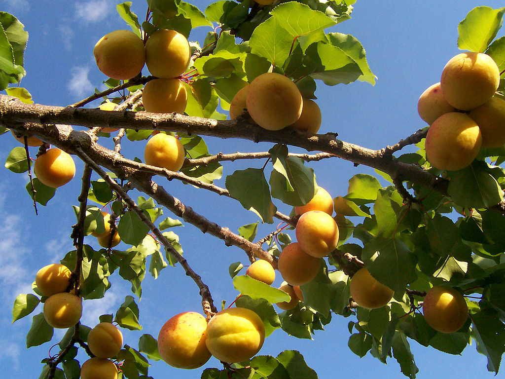 The skin of fruit has a plethora of yeasty goodness on it. The apricot tree that we sampled grew a yeast with a delicious sweet apricot aroma... apricot beer anyone?