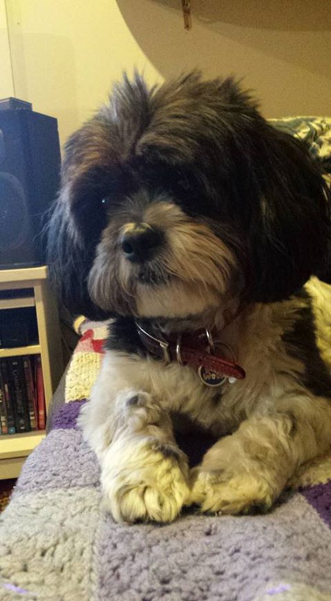 Alfie!!! Such a sweet innocent looking dog... his tongue... not so sweet! #blackmouldgrowth