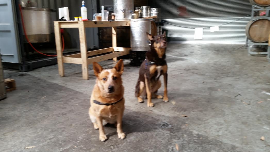 Don't worry - this is as close as these two dogs and their tongues ever get to our brewery!