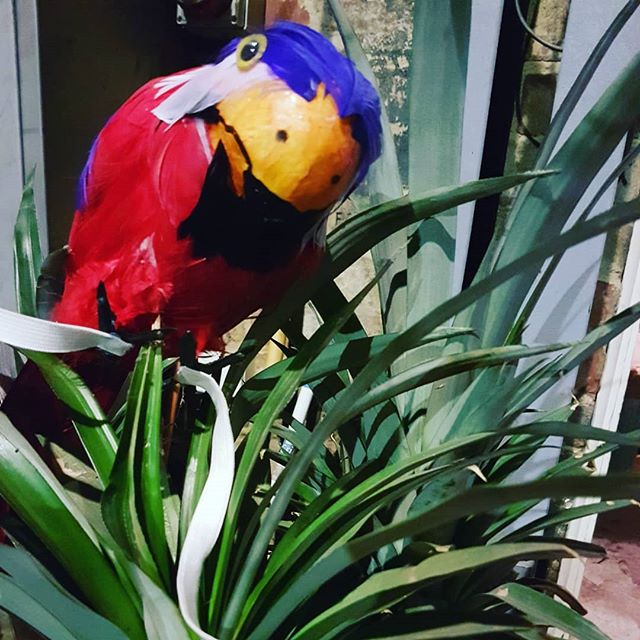 We confiscated this bird from a pirate...