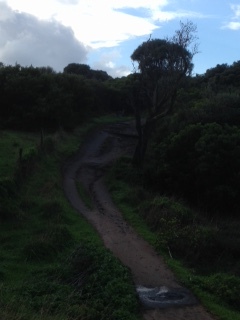 Unfortunately the kanga didn't want to pose in the best position! If you look in the middle of the path right at the back, you might just see it...