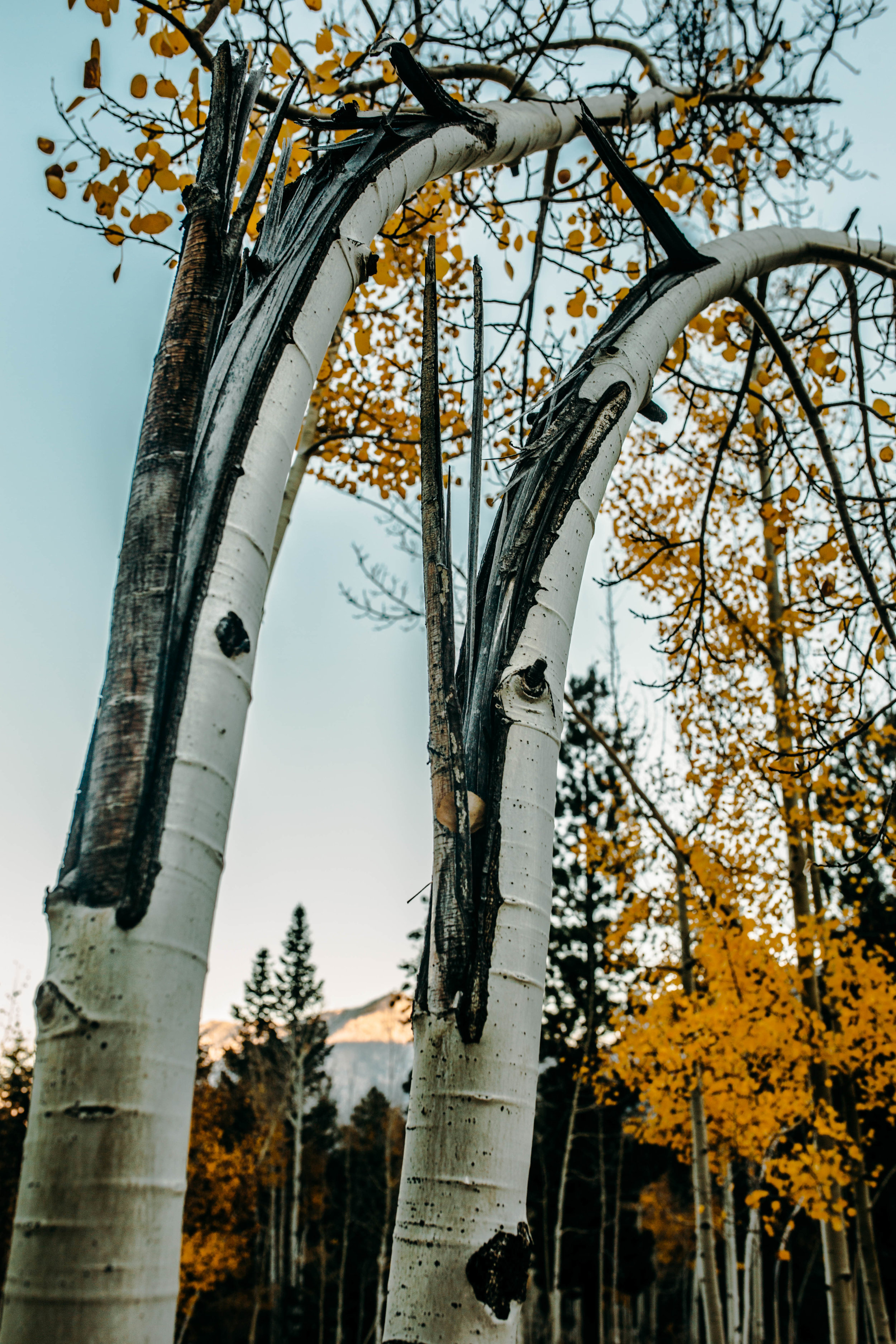 Mt Charleston Fall75.jpg