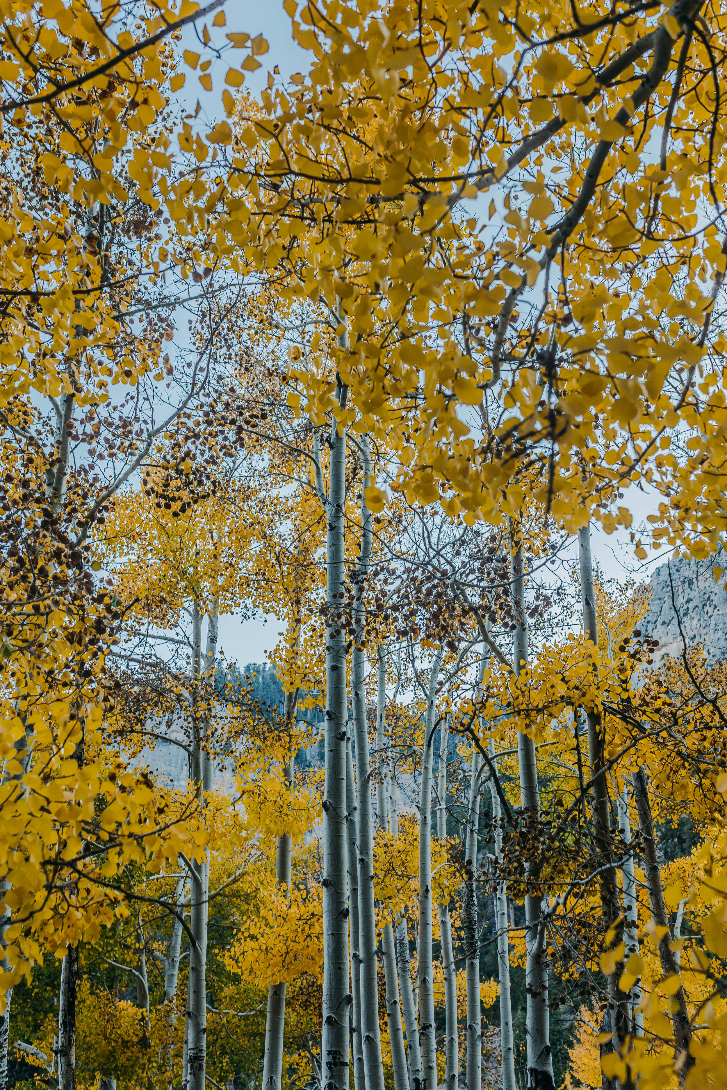 Mt Charleston Fall1.jpg