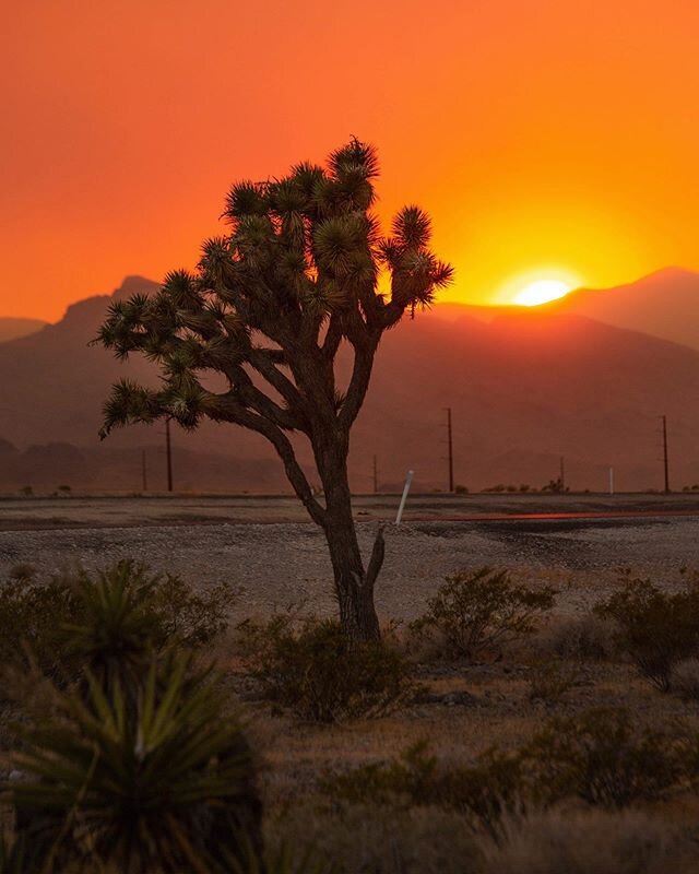 Sunset on day one of the Mahogany Fire at Mount Charleston. Currently at 5K Acres with 0% containment. Winds at 20 - 30mph. 
#MountCharleston #Wildfire #MahoganyFire #SpringMountains #Nevada #JoshuaTree #Sunset