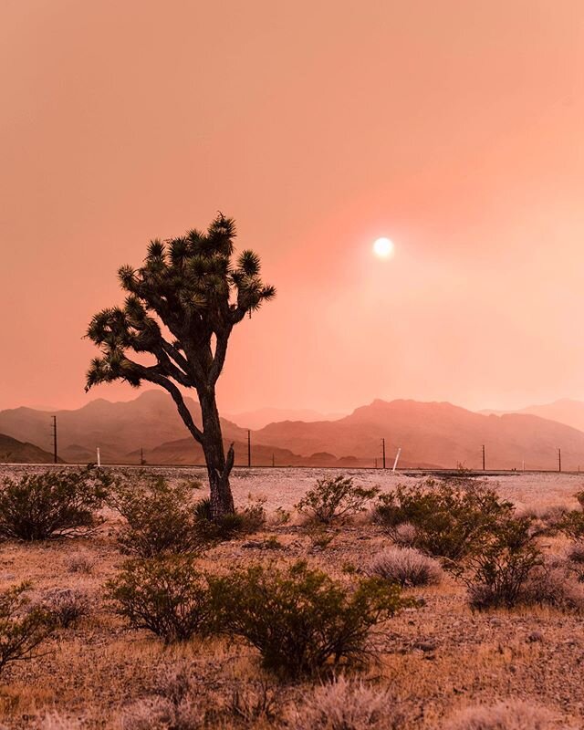 Sunday evening, the sun filters through a blanket of smoke from the Mahogany Fire at Mount Charleston producing this dramatic colorful light

#MahoganyFire #MountCharleston  #Wildfire #Sunset #Nevada #Desert #JoshuaTree