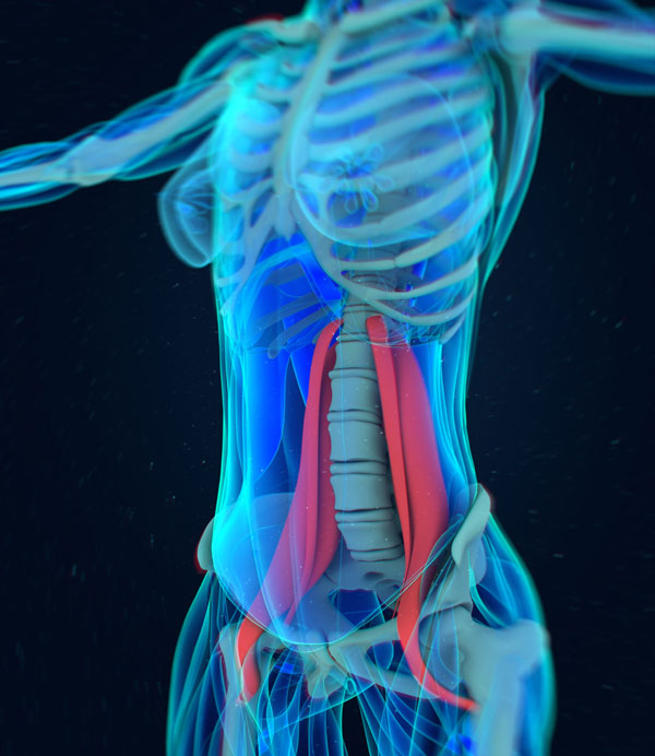 psoas.jpg
