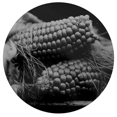 Cynthia-Corn.jpg