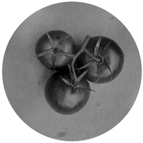 Cynthia-Tomatoes.jpg