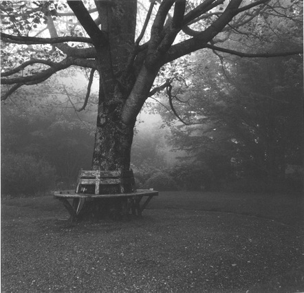 Tester-Foggy Afternoon-1.jpeg