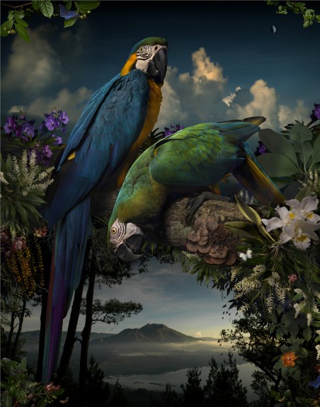 Florilegium #1, by Joseph McGlennon 2015 Bowness Photography prize winner