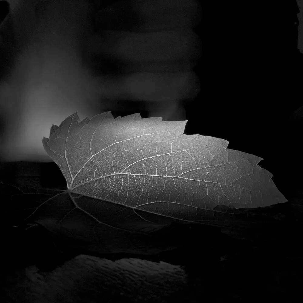 leaf.jpg