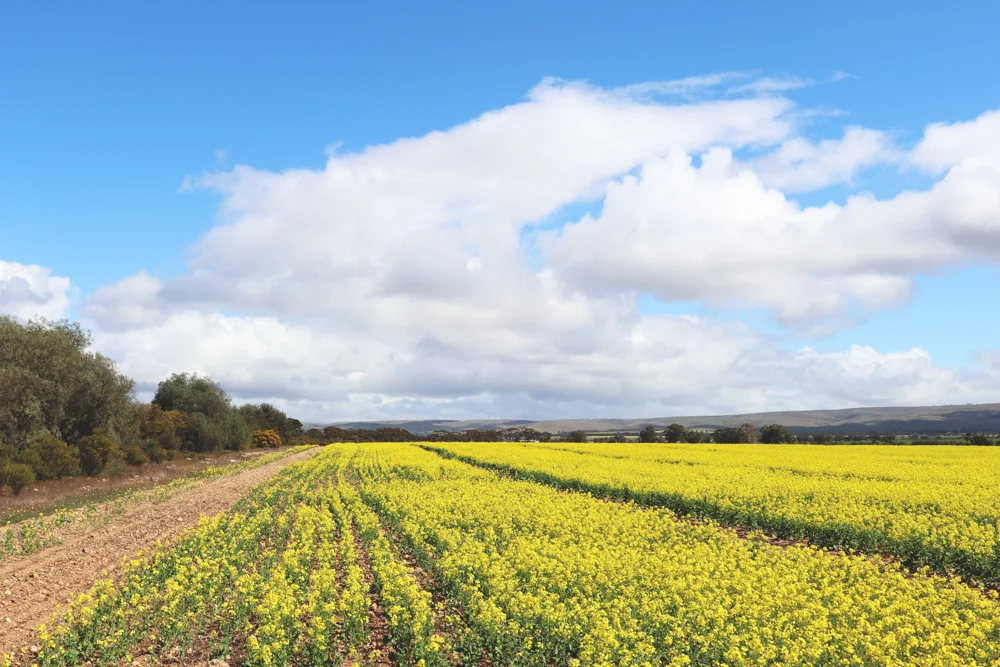 Fields of Yellow by Lauren Schwarz - Creative Camera A
