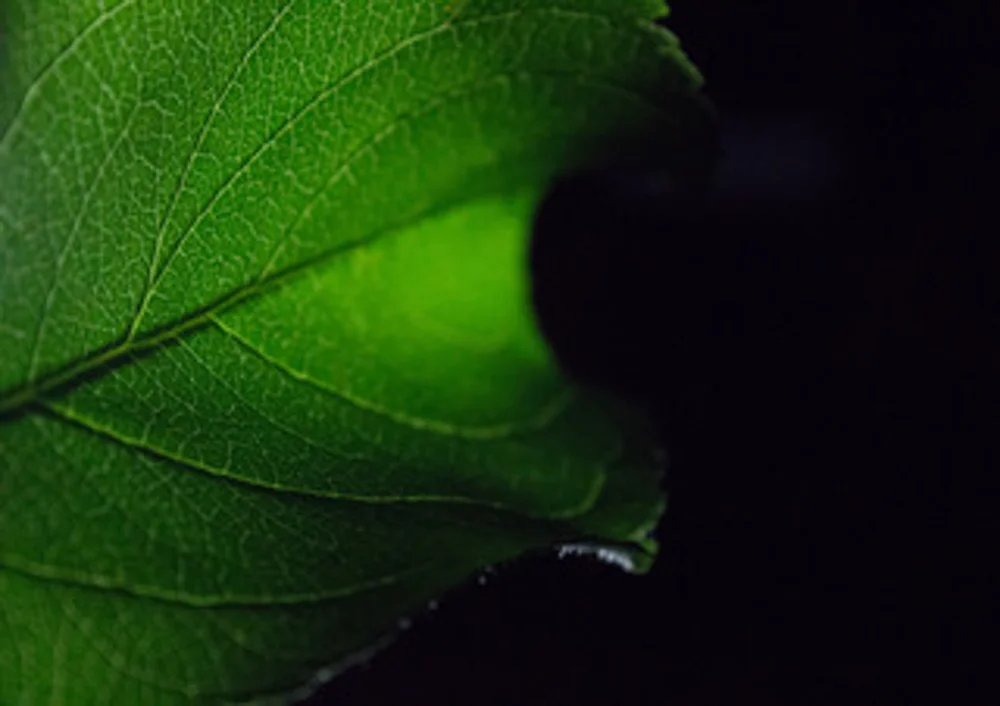 Leaf By Selina Powell - Introduction to Photography