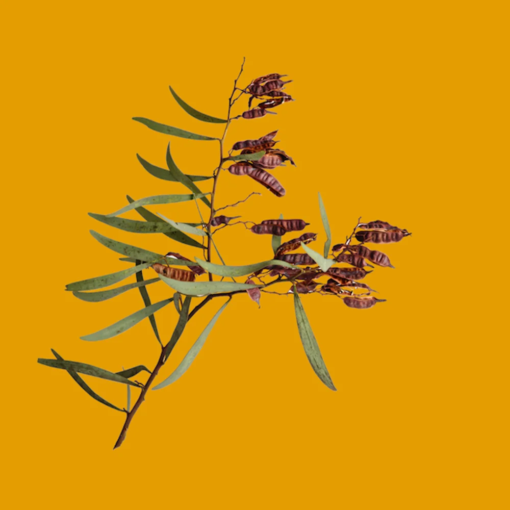 Ochre Wattle by Janet Simpson - Concepts