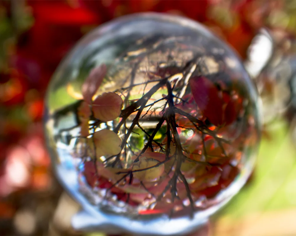 Glimpse of the world upside down - by Kayla Twining - Camera 4
