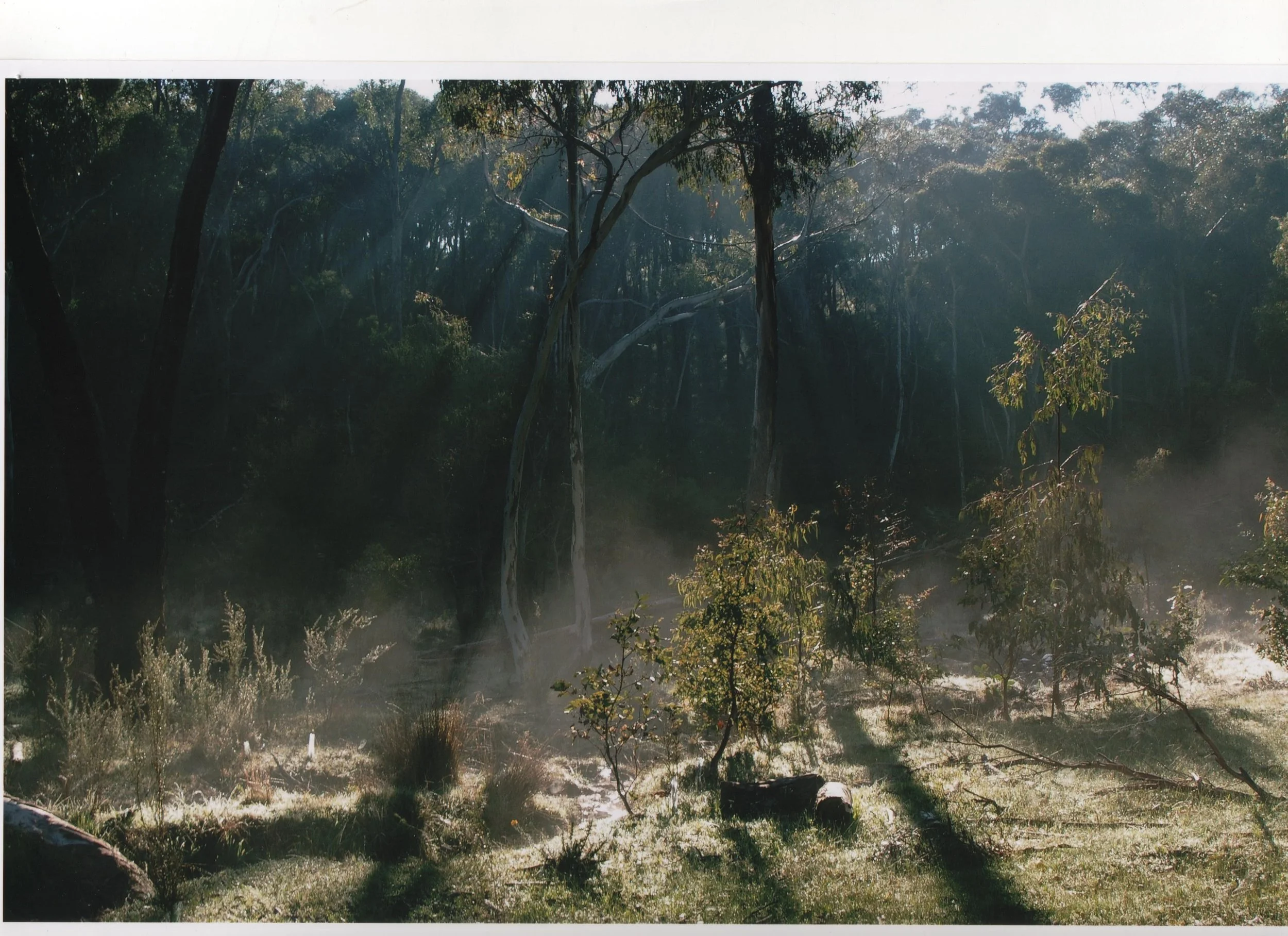 Molly Wharton Mt Crawford Forest Creative Camera A.jpg