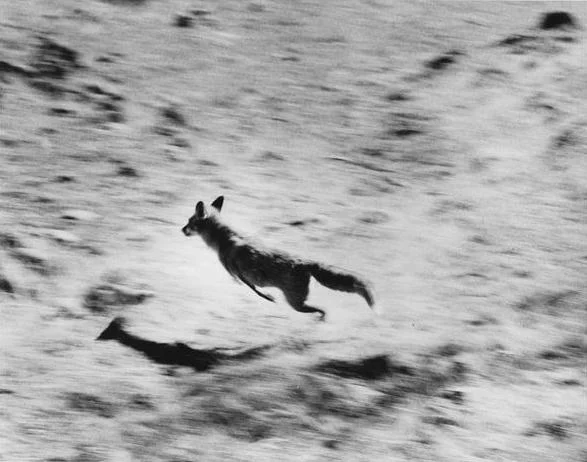 Fox by Ian Argent - Intro to Film.jpg