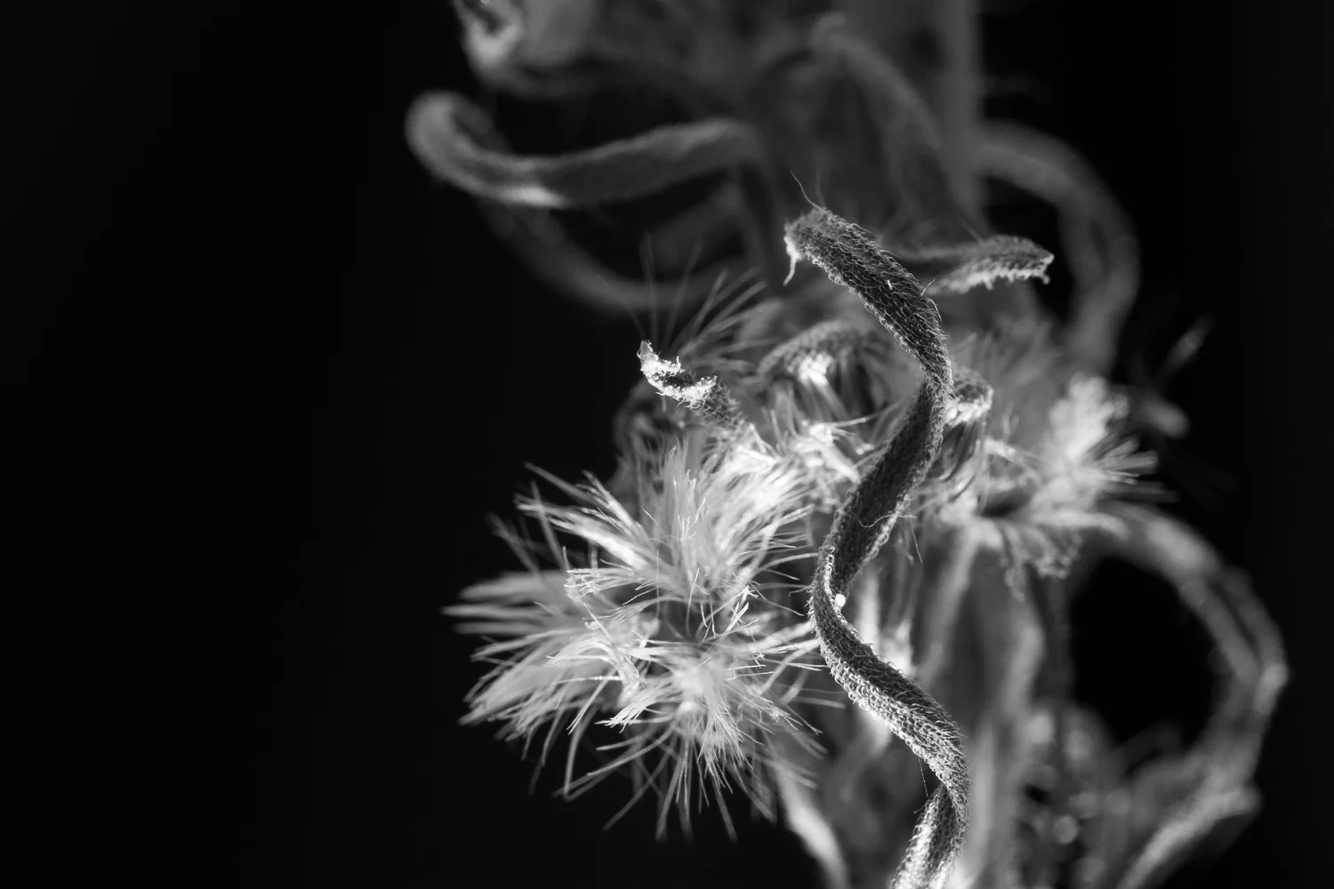 Untitled by Grace Pillow - Creative Camera (VET)