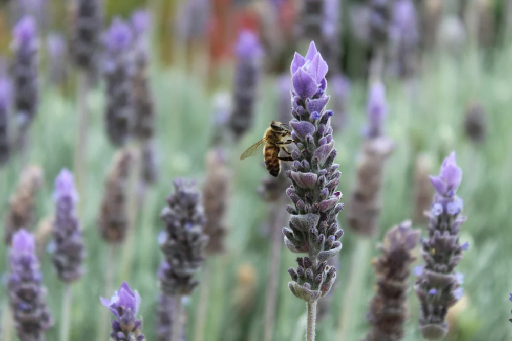 Lavender Bee by Ashleigh Bishop – Creative Camera A