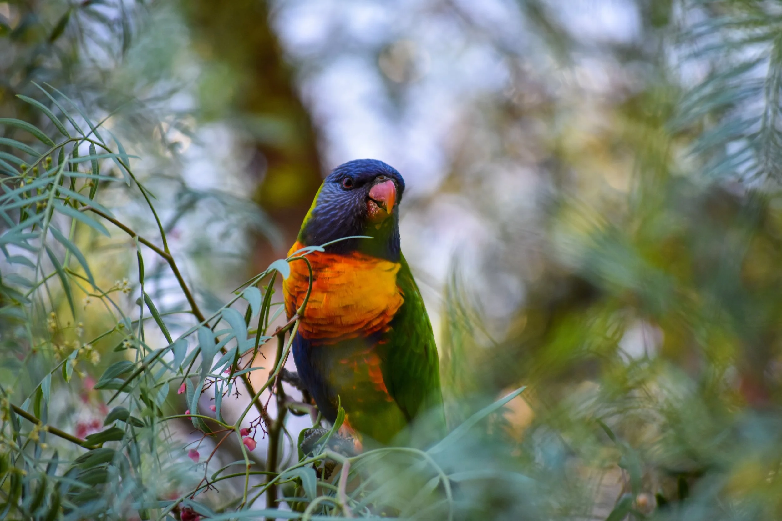 Photograph by VET in SACE student Tiana Potts