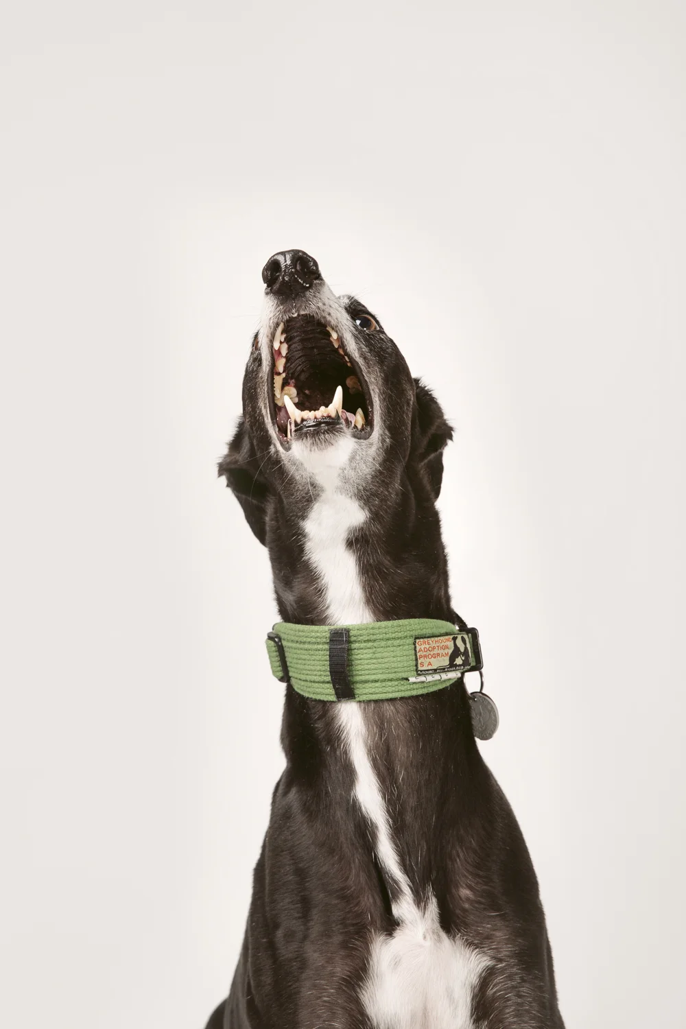 Dani-chidlow-safe-pets-safe-families-hound-in-hand