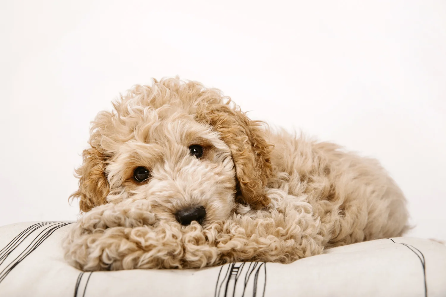 Dani-chidlow-safe-pets-safe-families-hound-in-hand