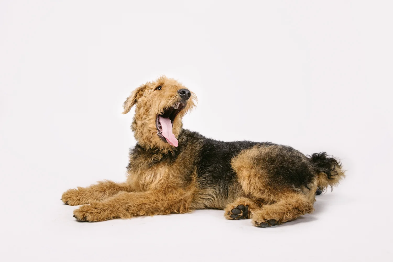 Dani-chidlow-safe-pets-safe-families-hound-in-hand