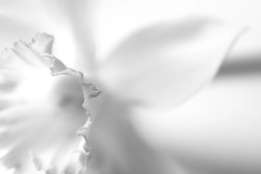 Sensual Daff - by Penelope Elliott - Camera Portfolio 1