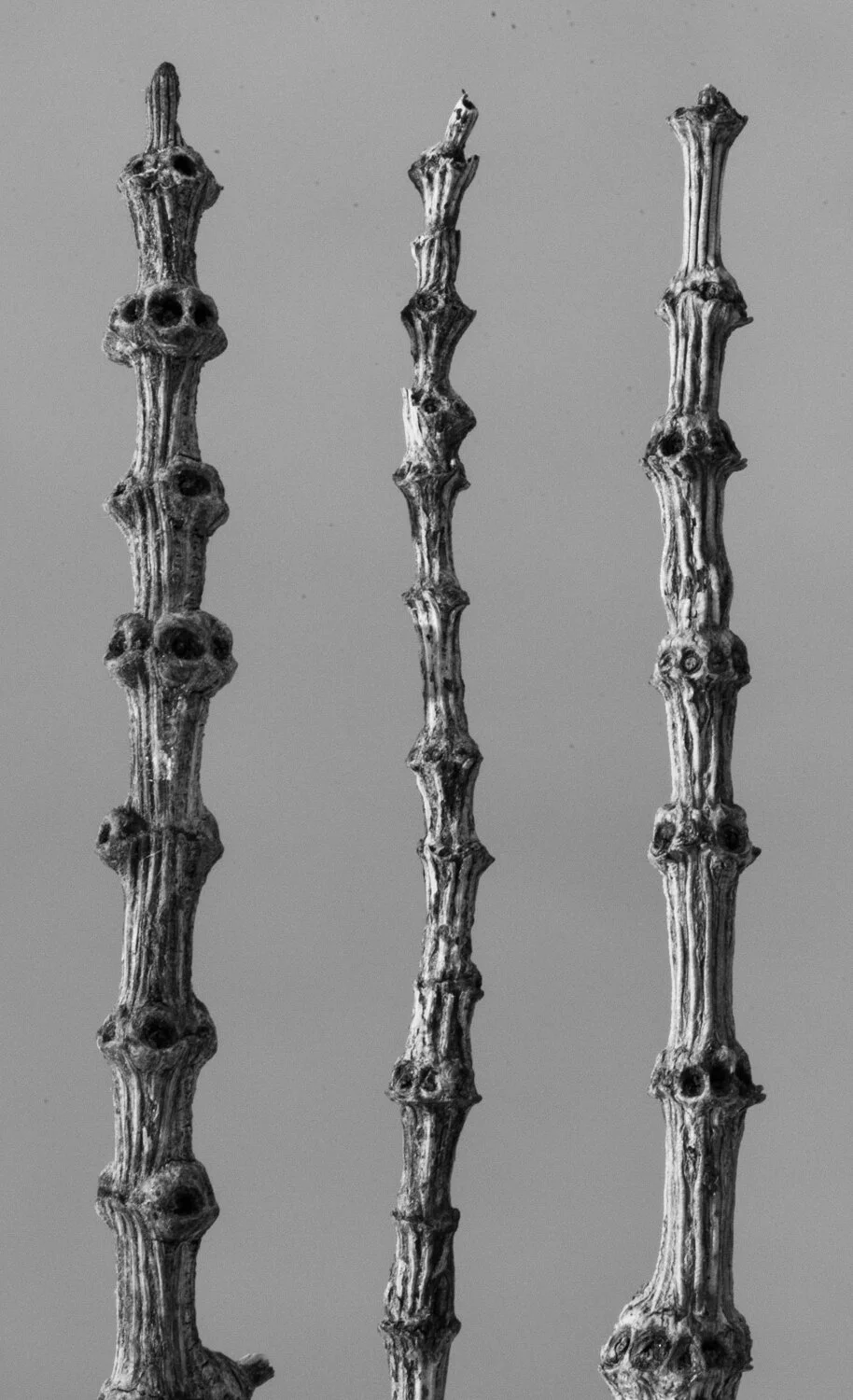 In the way of Karl Blossfeldt by Marc Wilson - Introduction to Studio