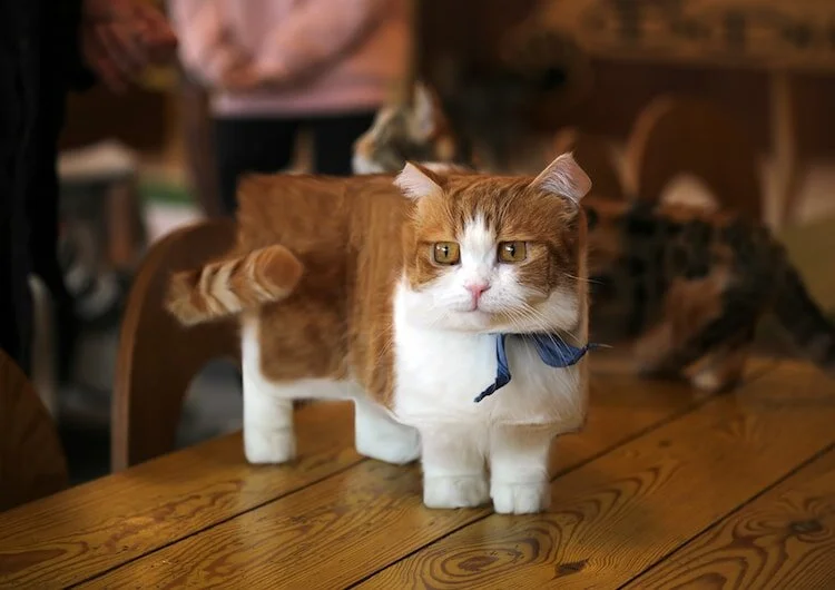 cat-minecraft-aditya-aryanto-centre-for-creative-photography-adelaide