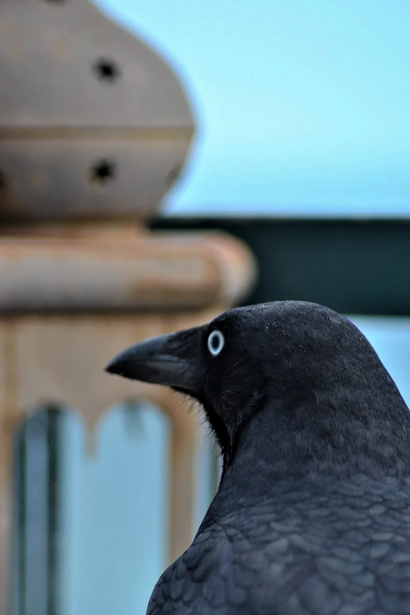 Crow by Mary-Anne Caught - Introduction to Photography