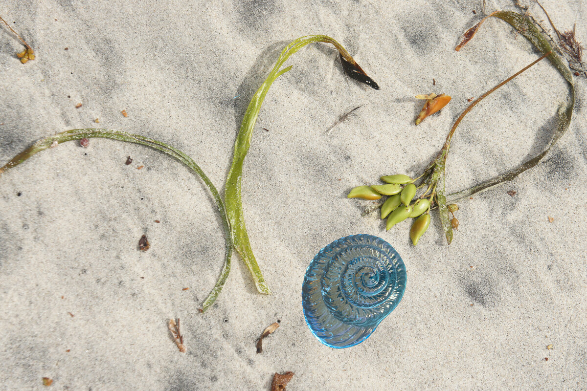 Beach Shell by Skye Jacobi - Digital 1