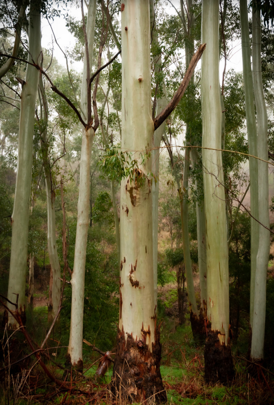 solastalgia-an-antidote