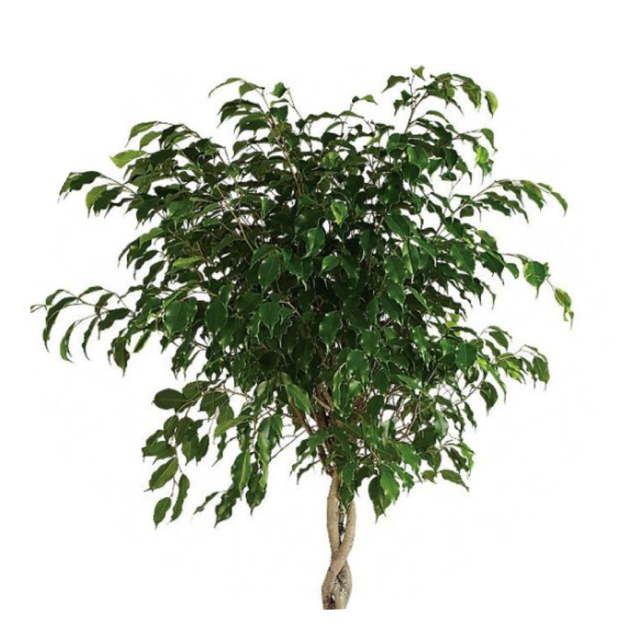 WEEPING FIG.PNG