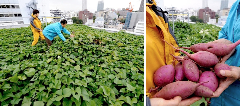 In Tokyo, urban farming is becoming a popular way to not only address food supply and climate issues, but also to provide a new source of employment. Images via FLH .