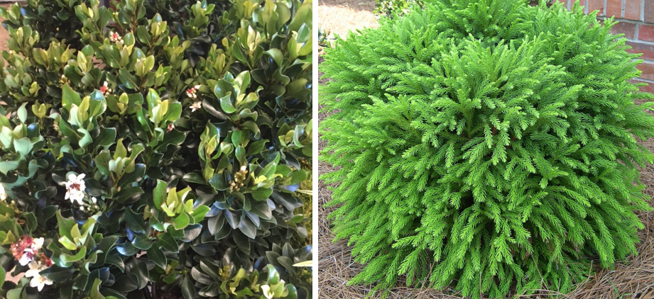 Image L to R Indian Hawthorne, Globosa Nana