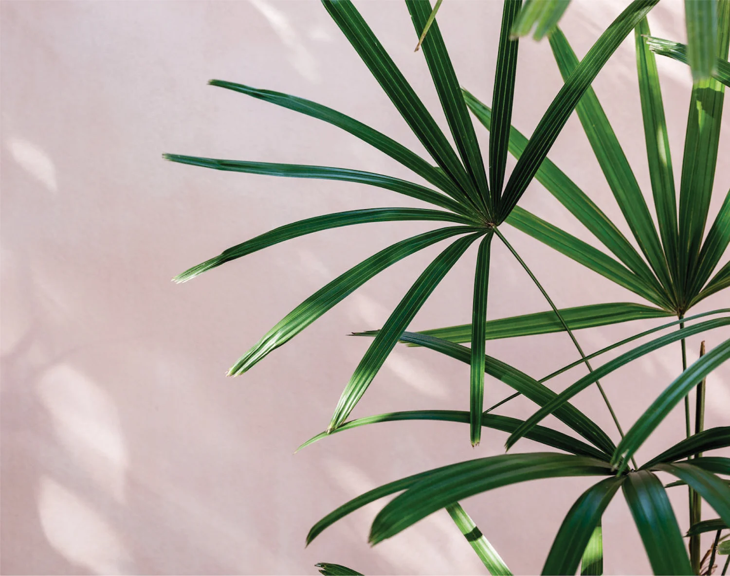 The Small Garden Website1-16.jpg